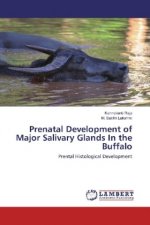 Prenatal Development of Major Salivary Glands In the Buffalo