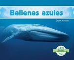 Ballenas azules/ Blue Whales