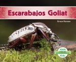 Escarabajos Goliat/ Goliath Beetles