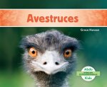 Avestruces/ Ostriches