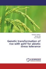 Genetic transformation of rice with gshf for abiotic stress tolerance