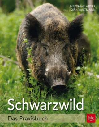 Schwarzwild im Visier