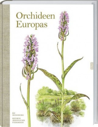 Wunderschöne Orchideen Europas