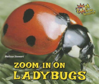 Zoom in on Ladybugs