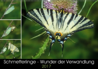 Schmetterlinge - Wunder der Verwandlung (Wandkalender 2017 DIN A2 quer)