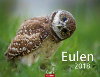 Eulen - Kalender 2018