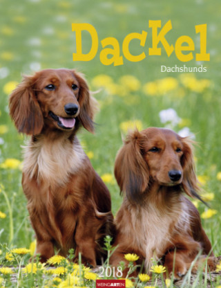 Dackel - Kalender 2018