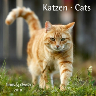Katzen Cats 2018 - Broschürenkalender - Wandkalender - mit herausnehmbarem Poster - Format 30 x 30 cm