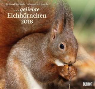 Geliebte Eichhörnchen 2018 - DuMont Wandkalender - mit den wichtigsten Feiertagen - Format 38,0 x 35,5 cm