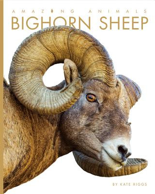 Amazing Animals: Bighorn Sheep