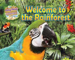 Welcome to the Rainforest
