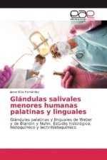 Glándulas salivales menores humanas palatinas y linguales