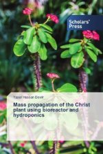 Mass propagation of the Christ plant using bioreactor and hydroponics