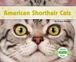 AMER SHORTHAIR CATS