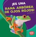 ?Es Una Rana Arbórea de Ojos Rojos! (It's a Red-Eyed Tree Frog!)