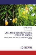 Ultra High Density Planting system in Mango