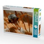 Ein Motiv aus dem Kalender Exotische Ameisen (Puzzle)