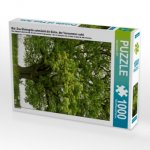 Mai: Das Maiengrün schmückt die Eiche, der Vorsommer naht. (Puzzle)