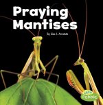 Praying Mantises