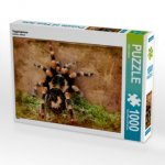 Vogelspinne (Puzzle)