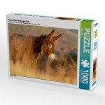 CALVENDO Puzzle Poitou Esel im Morgenlicht 1000 Teile Lege-Größe 64 x 48 cm Foto-Puzzle Bild von Meike Bölts