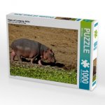 Hippo auf Landgang, Afrika (Puzzle)