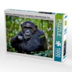 Porträt eines wilden Schimpansen, Pan troglodytes, Kibale-Nationalpark, Fort Portal, Uganda, Afrika (Puzzle)