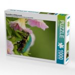 Rosenkäfer im Blütenrausch (Puzzle)