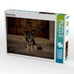 Chihuahuas Rose (Puzzle)