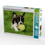 Kleiner Französischer Bulldoggenwelpe beim Spielen (Puzzle)