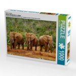 Ein Motiv aus dem Kalender African Elephants in Addo (Puzzle)