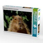 CALVENDO Puzzle Wasserschwein (Hydrochoerus hydrochaeris) 1000 Teile Lege-Größe 64 x 48 cm Foto-Puzzle Bild von kattobello