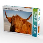 Schottisches Hochland Rind, Highland Cattle (Puzzle)