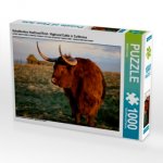 Schottisches Hochland Rind - Highland Cattle in Caithness (Puzzle)