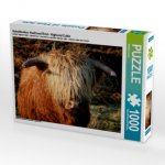 Schottisches Hochland Rind - Highland Cattle (Puzzle)