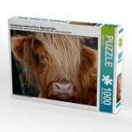Schottisches Hochland Rind, Highland Cattle (Puzzle)