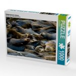 Robbenkolonie Astoria (Puzzle)