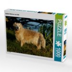 CALVENDO Puzzle Golden Retriever am Ufer 1000 Teile Lege-Größe 64 x 48 cm Foto-Puzzle Bild von kattobello