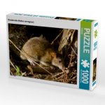 CALVENDO Puzzle Wanderratte (Rattus norvegicus) 1000 Teile Lege-Größe 64 x 48 cm Foto-Puzzle Bild von kattobello