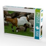 CALVENDO Puzzle Ziegen Lauf 1000 Teile Lege-Größe 64 x 48 cm Foto-Puzzle Bild von kattobello