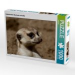 CALVENDO Puzzle Erdmännchen (Suricata suricatta) 1000 Teile Lege-Größe 64 x 48 cm Foto-Puzzle Bild von kattobello