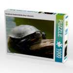 CALVENDO Puzzle Europäische Sumpfschildkröte (Emys orbicularis) 1000 Teile Lege-Größe 64 x 48 cm Foto-Puzzle Bild von kattobello