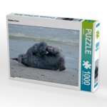 CALVENDO Puzzle Robben Kuss 1000 Teile Lege-Größe 64 x 48 cm Foto-Puzzle Bild von kattobello