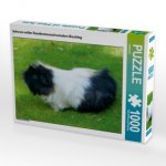 CALVENDO Puzzle Schwarz weißer Rosettenmeerschweinchen Mischling 1000 Teile Lege-Größe 64 x 48 cm Foto-Puzzle Bild von kattobello