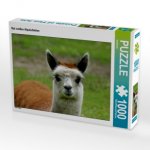 CALVENDO Puzzle Rot weißes Alpakafohlen 1000 Teile Lege-Größe 64 x 48 cm Foto-Puzzle Bild von kattobello