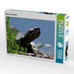 CALVENDO Puzzle Schmuckschildkröte 1000 Teile Lege-Größe 64 x 48 cm Foto-Puzzle Bild von kattobello