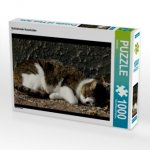 CALVENDO Puzzle Schlafende Hauskatze 1000 Teile Lege-Größe 64 x 48 cm Foto-Puzzle Bild von kattobello