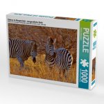 Zebras im Morgenlicht - morgendliche Safai (Puzzle)