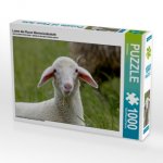 Lamm der Rasse Merinolandschafe (Puzzle)