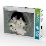 Ein Motiv aus dem Kalender Katzenkinder (Puzzle)